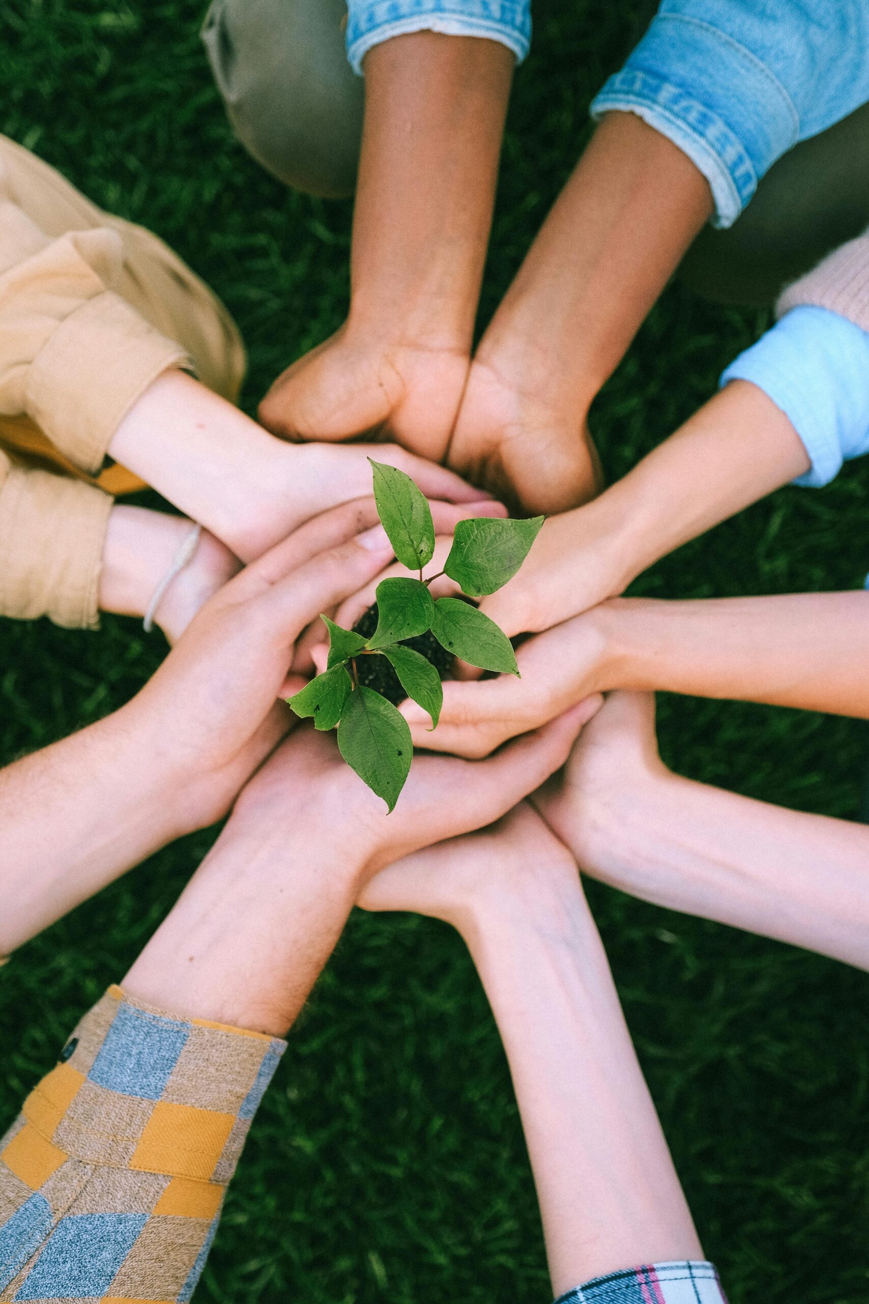 Mãos segurando uma muda de planta, representando compromisso ambiental
